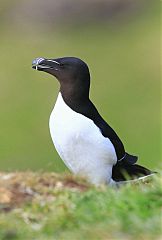 Razorbill